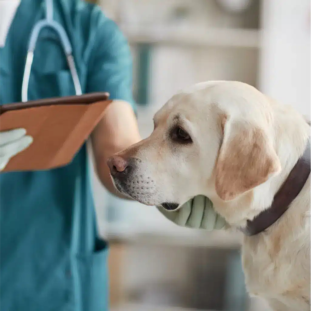Veterinary with a dog